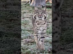 Malcolm Bobcat on the prowl