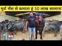 जाट भाई का मुर्रा भैंस डेयरी फार्म | Buffalo Farming | Buffalo Dairy Farm Business Plan