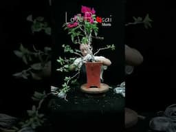 Artistic bonsai pruning techniques! #111 #lovebonsai #bonsai #bonsaiart #bonsaitree