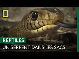 Un serpent-ratier de 2 mètres se cache dans les cartables des écoliers