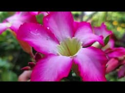 Adeniums Obesum (desert rose) Plants overview and care