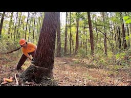 I Cut Down the Nicest Black Walnut on our Place