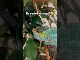 Even chameleons sleep in sometimes.. 😴 #chameleon #reptiles