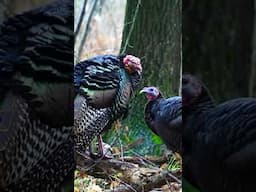 Why is a Turkey Called a Turkey?