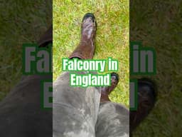 Falconry in England #falconry #england #britain #uk #british #english #britishhumor #weather #summer