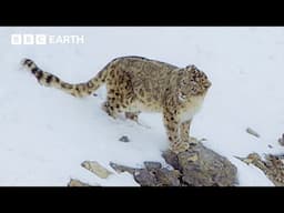 Snow Leopards: One Of The Most Mysterious Cats | Asia Fun Facts | BBC Earth Kids