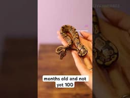 Starving 4 Month Old Ball Python | #ballpython #snakes #snake #pets