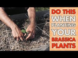 How Do You Plant Broccoli, Cabbage And Cauliflower The BEST WAY!