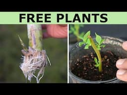 Grow 6 Plants From Cuttings in Winter