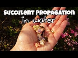 Succulents in water. How to grow and propagate succulents in water.