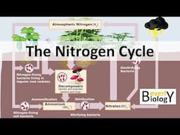 Nitrogen Cycle (updated)