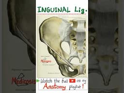 Femoral Sheath, Femoral Artery, Femoral Vein, Femoral Nerve, Inguinal Ligament, Inguinal Hernia