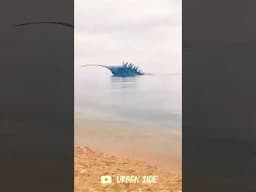 Giant Sea Monster On the shore #shorts #creatures