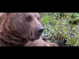 77 Minutes of Terrifying Bear Attacks