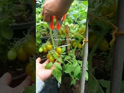 Dwarf Cherry Tomato #viralvideo #garden #organicgarden #viralshort #tomato #fruit