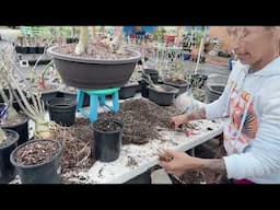 Desert Rose Repotting For January