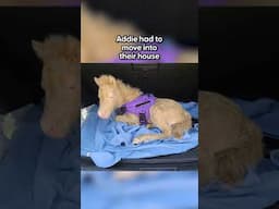 Baby Horse Moves Into Her Human Mom’s House And Causes Chaos | The Dodo