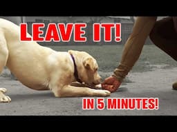 Teach Your Puppy to LEAVE IT in 5 Minutes - Dog Training Video