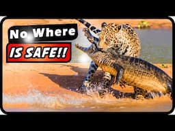 Jaguar Vs Crocodile: Shocking Outcome You Won't Believe! | Absolute Nature