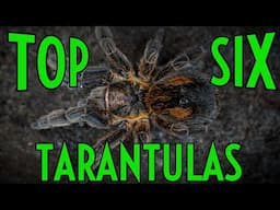 Top 6 Tarantulas of Peru - Andes Edition