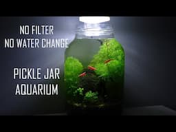 PICKLE JAR AQUARIUM - NO WATER CHANGES | No filter, no heater, walstad planted ecosystem