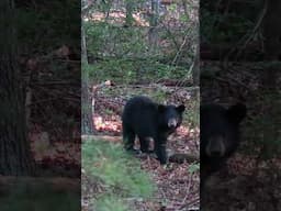 Black bear shot with bow