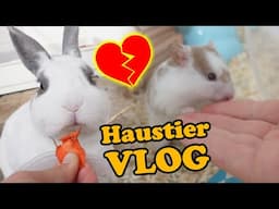 Haustier Vlog 🐹 Hamster Leben 🐰 Neuer Name Tiere für Kainchen💖 Hunde Spaziergang🐺 Youtuber Miyuki🎬