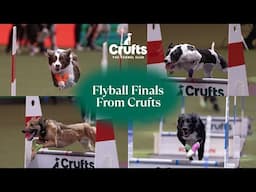 Thrilling Flyball Finals From Crufts 🐶