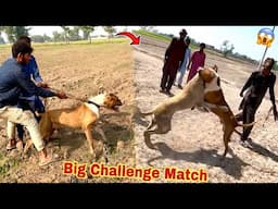 Bully Dog Badshah Ka Biggest Challenge Match Ho Gya 😱