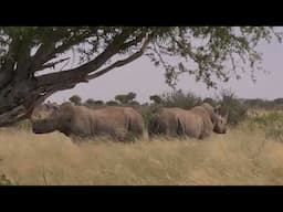 Giant Botswana Elephant Teaser