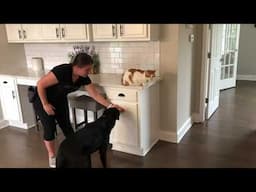 Teach Your Dog to Push a Door Closed