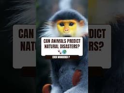 Can Animals Predict Natural Disasters? 🐾🌍 #animals #naturaldisaster #mystery