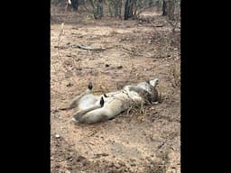 Incredible Encounter: Python vs. Baby Duiker – A Mother’s Brave Attempt to Save Her Lamb