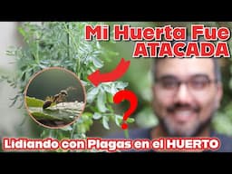 Mi huerto ha sido atacado por algun insecto.