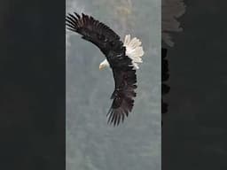 Hungry eagle swoop down through the falling rain and grabs a fish from a whirlpool. ￼