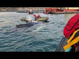 🐋 Skye humpback whale entanglement 🐋