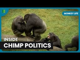 Secrets of Alpha Male Chimpanzees - Monkey Life - Documentary