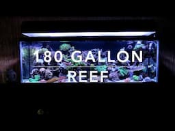 The 180 Gallon Reef