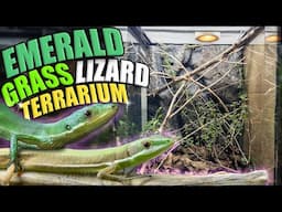 EMERALD grass lizard Growout Terrarium BUILD!!