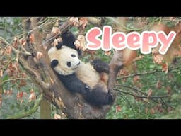 Panda Cannot Wake Up In The Early Morning  | iPanda