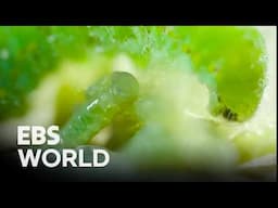 [ENG SUB] Wasp lays eggs inside a helpless caterpillar #PICKDOCU