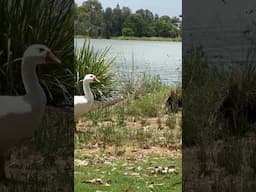 FLOCK OF GEESE AT THE LOCAL LAGOON (SHORTS)