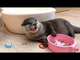 The Otter Repeatedly Loses Track of His Favorite Toy.