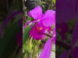 Beautiful SANGRE DE TORO ORCHID.