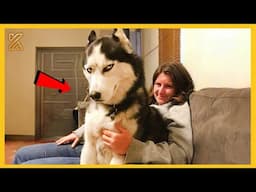 🐺🐾FULL Huskies are the Queens of All Drama!🤣Funniest DOGS Videos