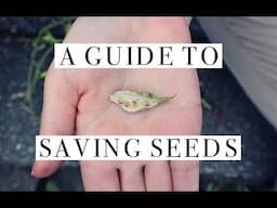 A Guide To Savings Seeds Of All Kinds | In The Garden