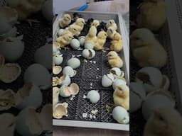 Hatching Black & Ermine Ameraucana Chicks