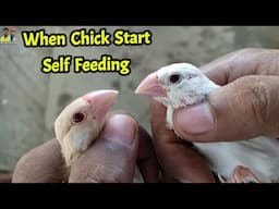 Java sparrow chicks self time | Java sparrow | Java Bird | Java finch | Birds