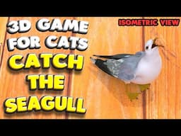 3D game for cats | Catch the SEAGULL (isometric view) | 4K, 60 fps, stereo sound