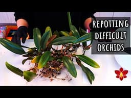 Repotting a VERY old, difficult Orchid! Sometimes there is only one way 💁🏻‍♀️